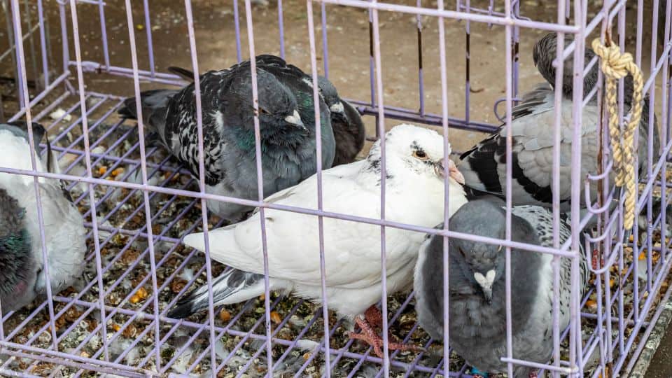 יונים הרחק מהמרפסת